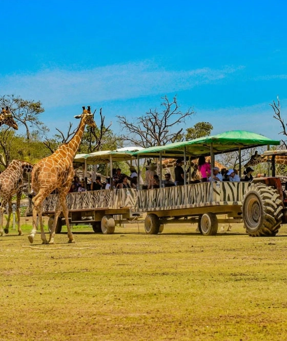 Safari con Jirafas en Ponderosa Costa Rica