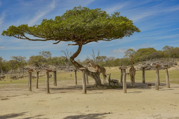 Disfruta de un increíble Safari Tour en Ponderosa.