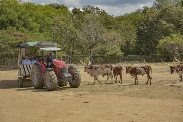 Aventura en la naturaleza con el Safari Tour de Ponderosa