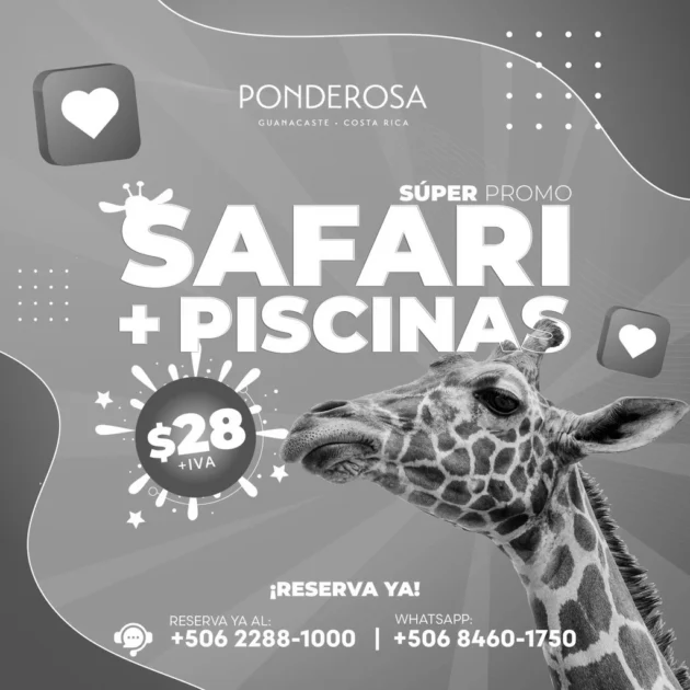 Safari y Piscina en Ponderosa