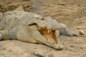 Como son los cocodrillos en Costa Rica
