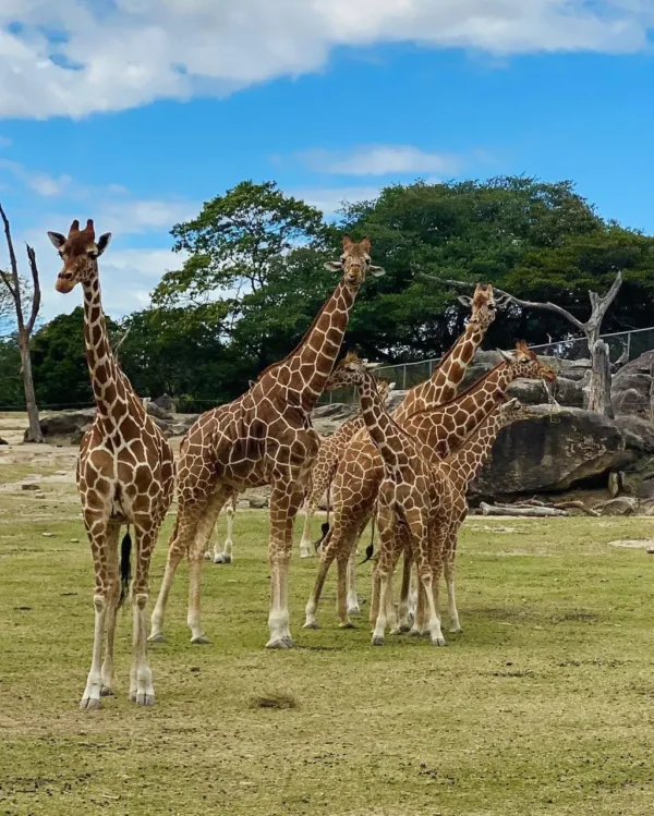 Safari Tour de Ponderosa Costa Rica